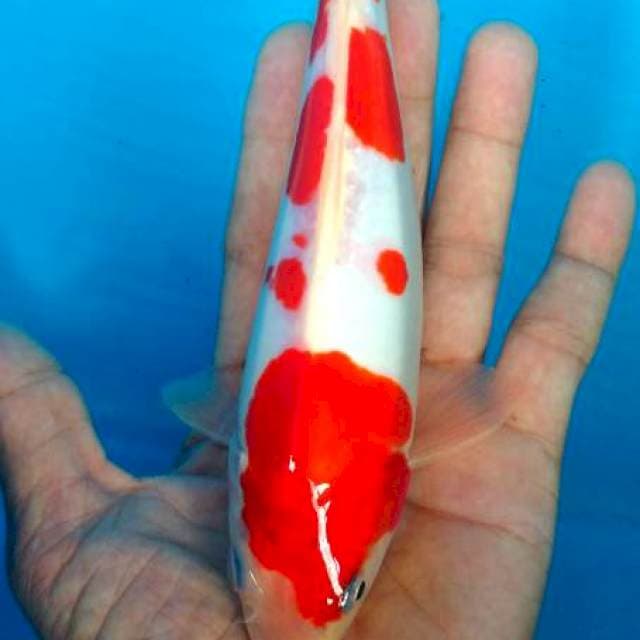 kohaku