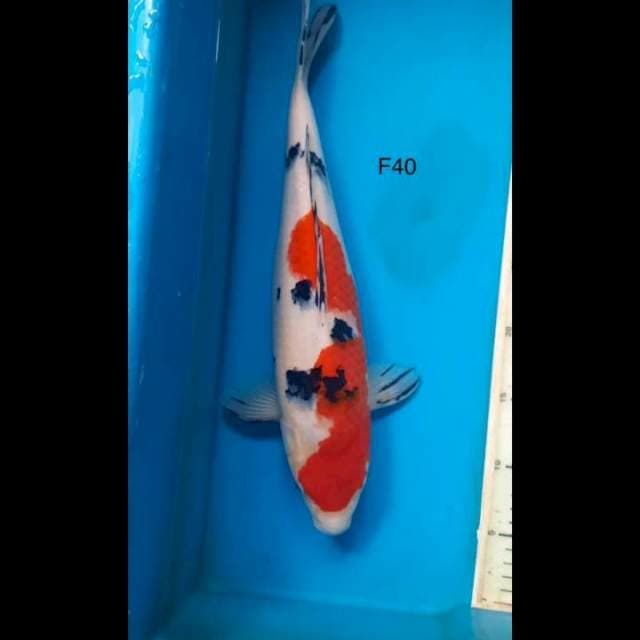 Hulk sanke ,40cm female