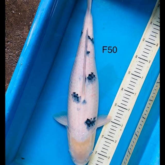 Hulk bekko ,50cm female