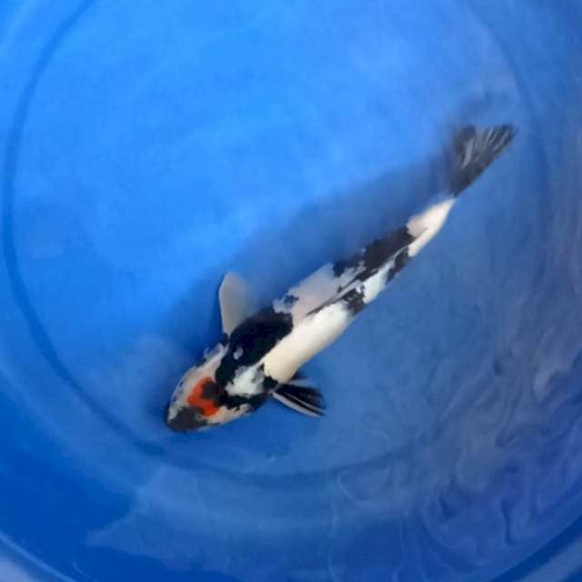 TC Showa 28Cm