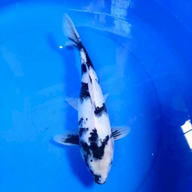 Shiro ,27cm