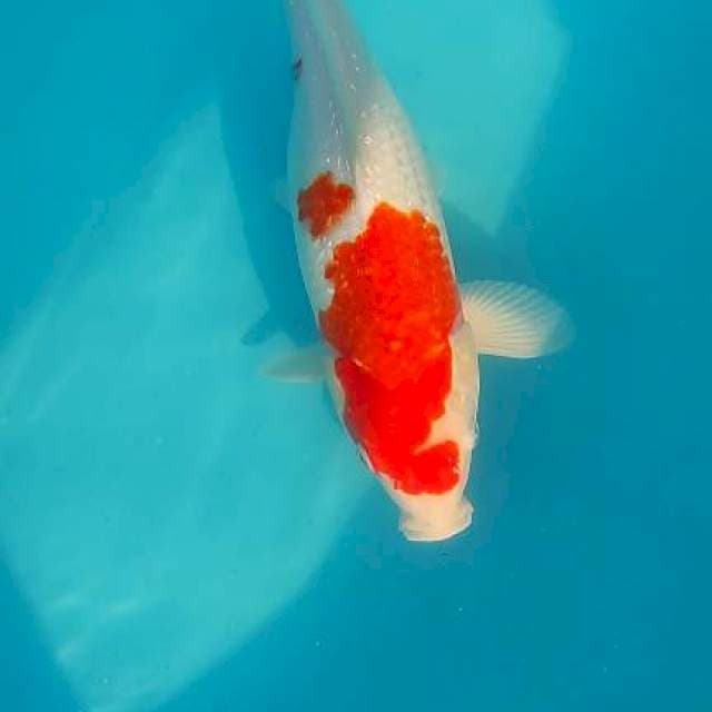 Kohaku ginrin munuk 39cm