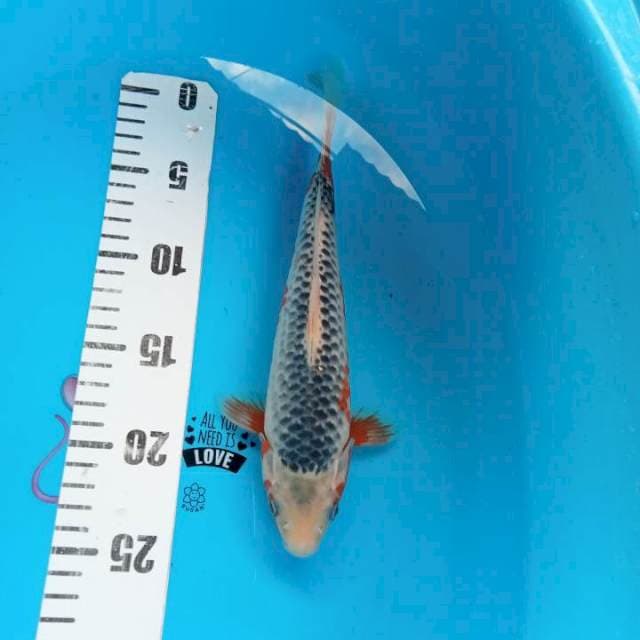 Asagi 25cm