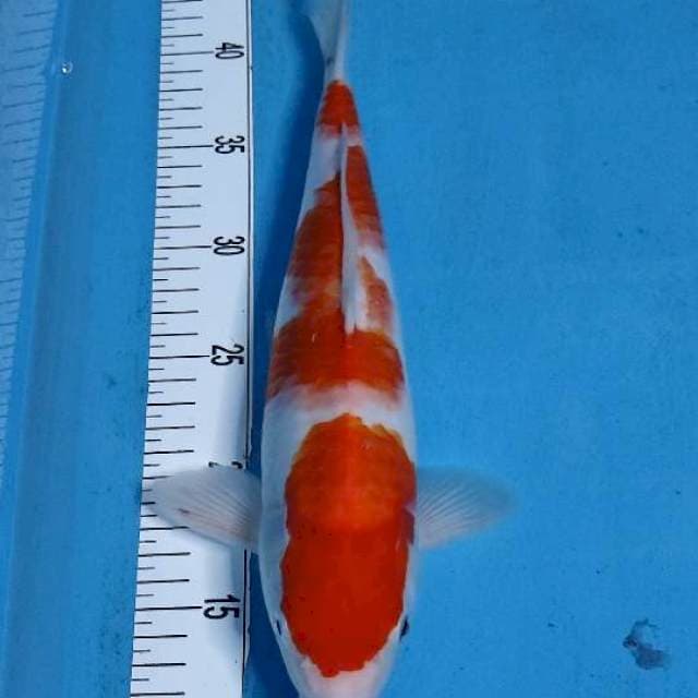 KOHAKU 33 ⭐⭐⭐⭐