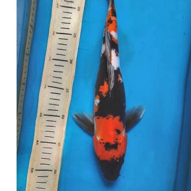 Showa doit 38cm