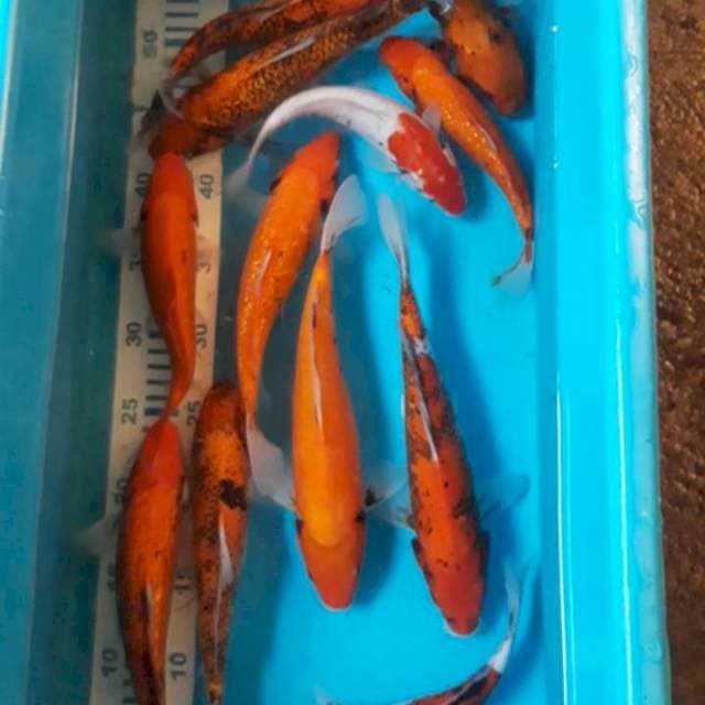 Beni Kawabake 12 ekor 20-27 cm