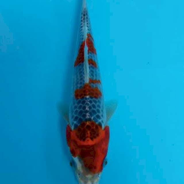Goshiki 23cm