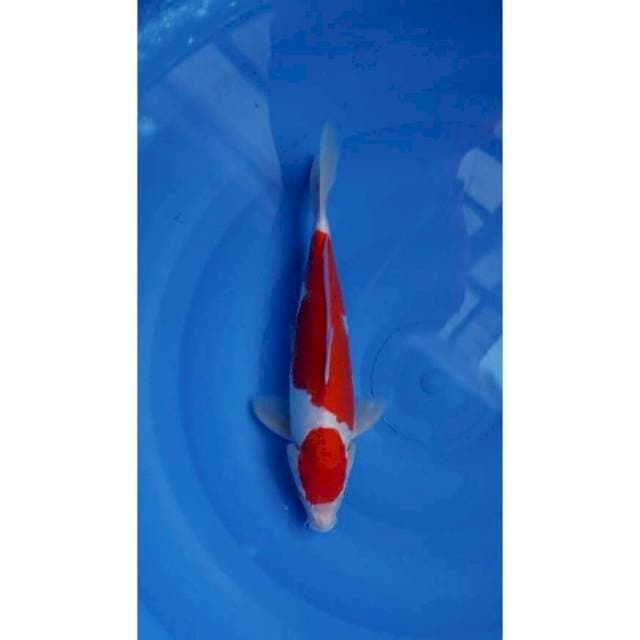 Maruten Kohaku Doitsu Original 29cm (M)