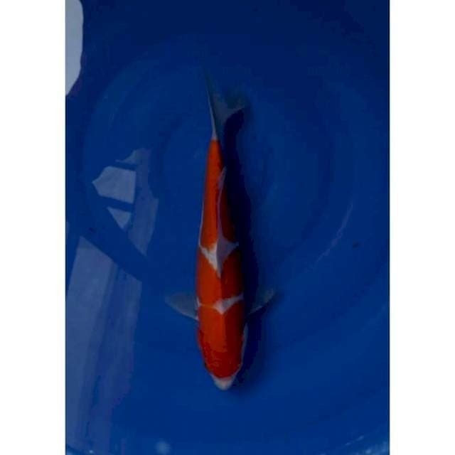 Kohaku Doitsu Strong Original Patern 33cm (F)