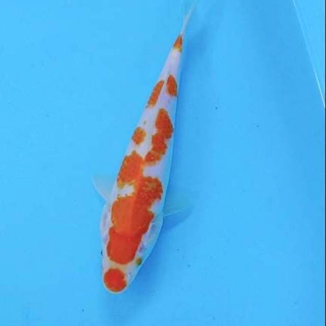 Kohaku 24cm