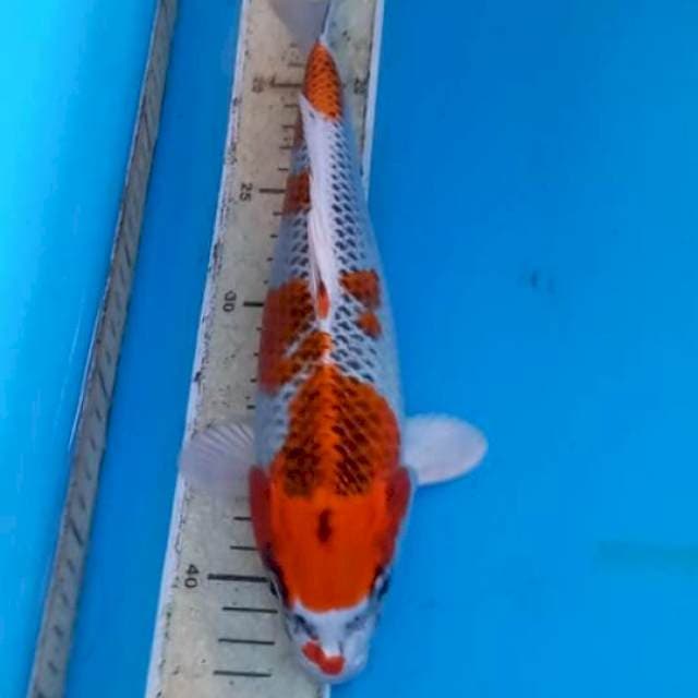 Kujaku 28cm