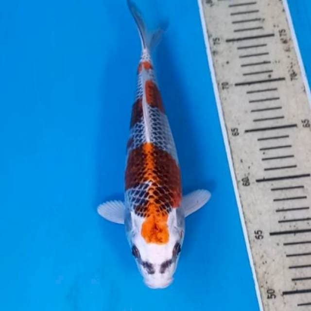 Gingga 28cm