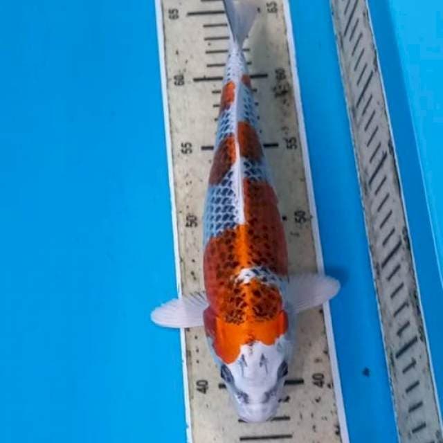 Kujaku 28cm