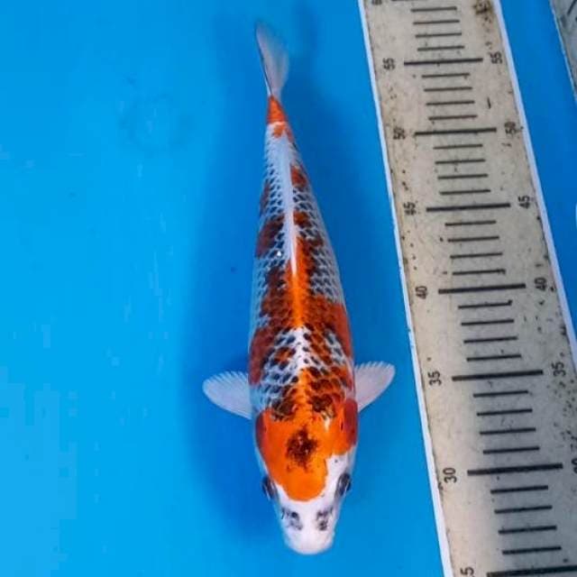 Kujaku 30cm