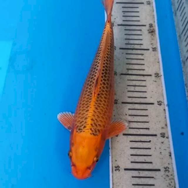 Matsuba 29cm