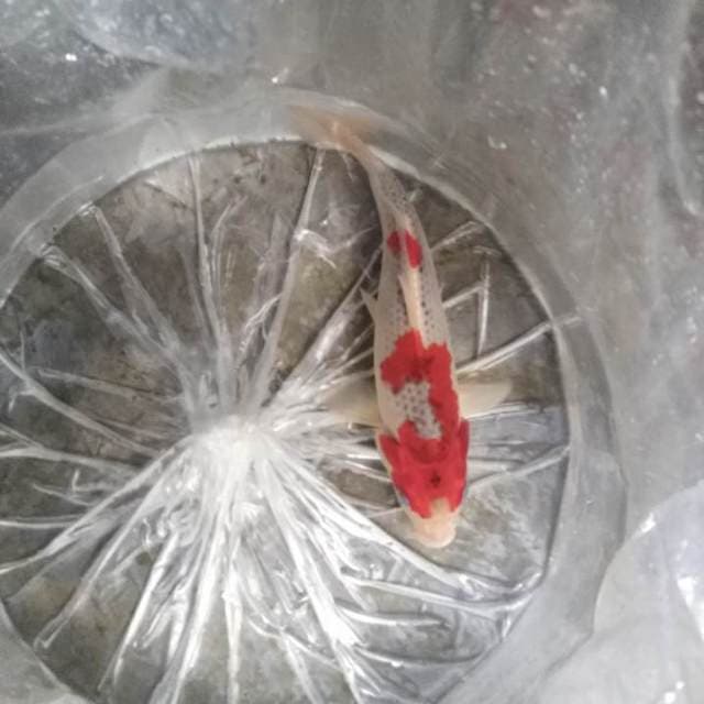Goshiki super red