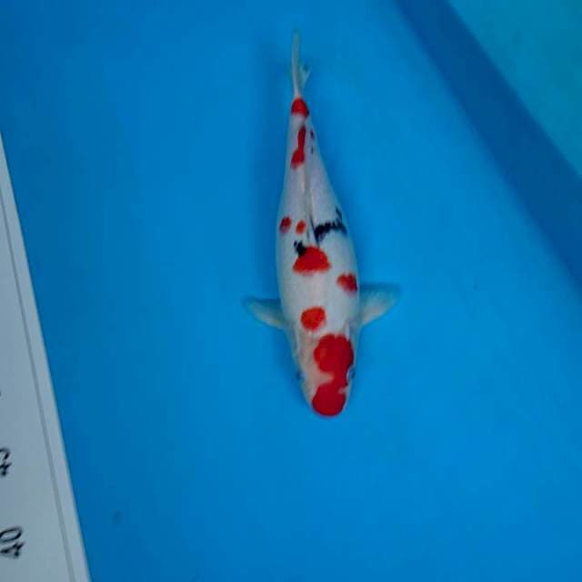 CEPLOK 32 cm