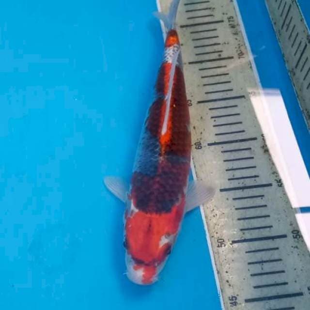 Goshiki 31cm