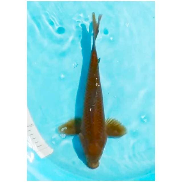 ~chagoi tembaga 33cm~