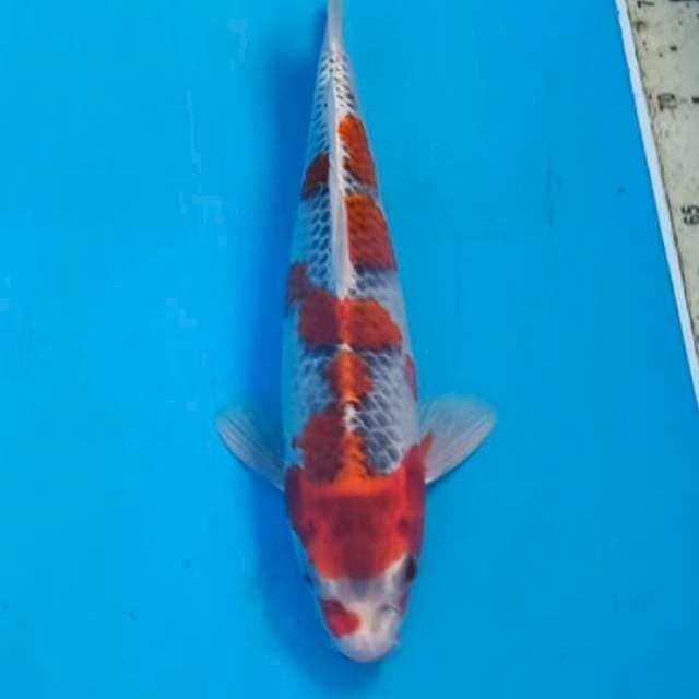 Goshiki 28cm