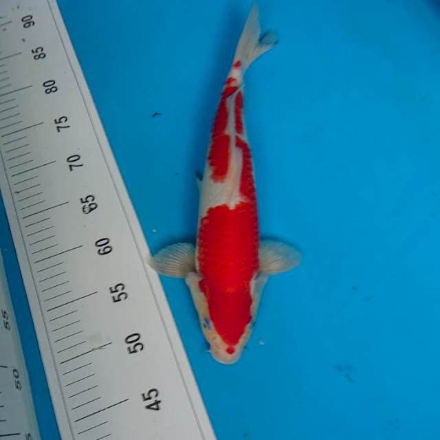 KOHAKU STrONG 36 cm