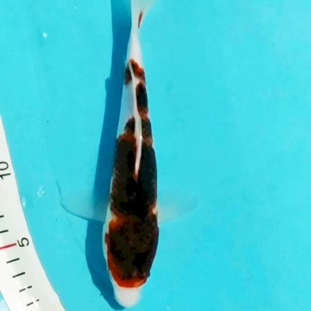 ~budho goromo 23cm~