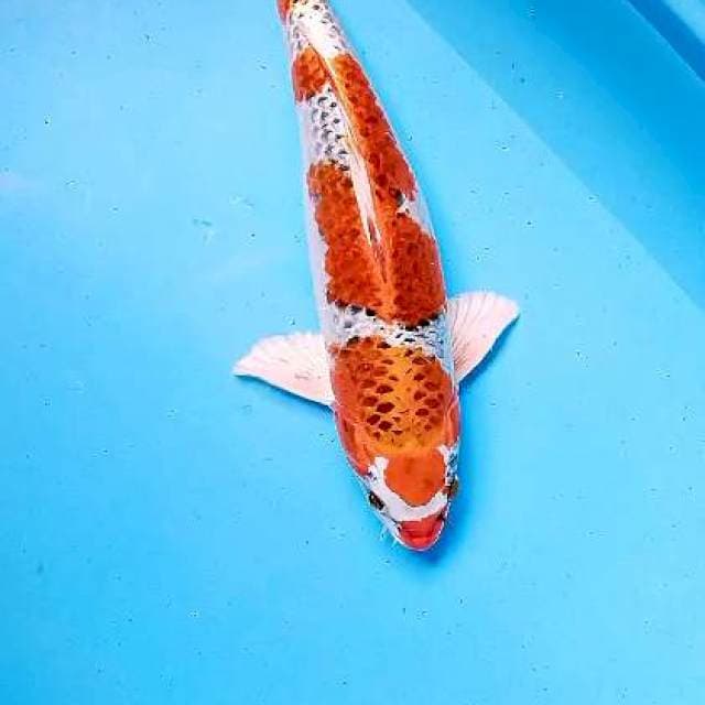 Maruten kujaku male 40 cm