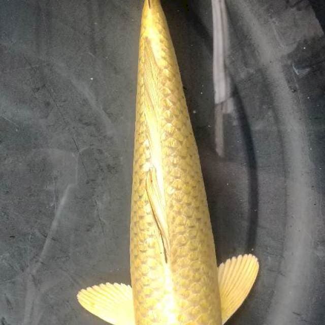 MUKASI GOLD