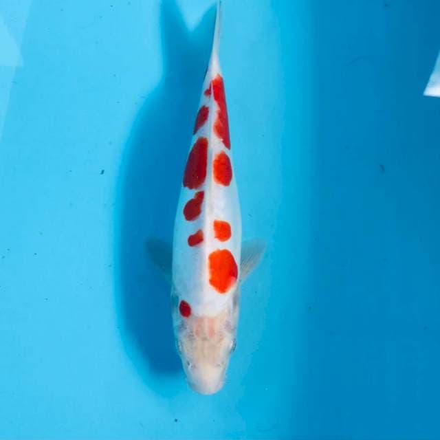 Kohaku doitsu, 29 cm