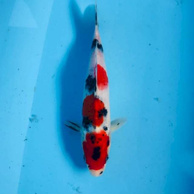 Sanke, 22 cm