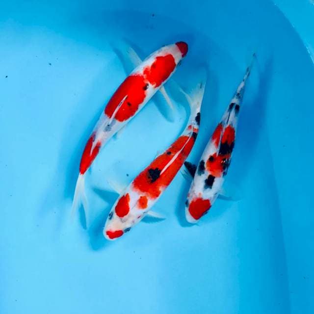 Mix koi, 25 bu