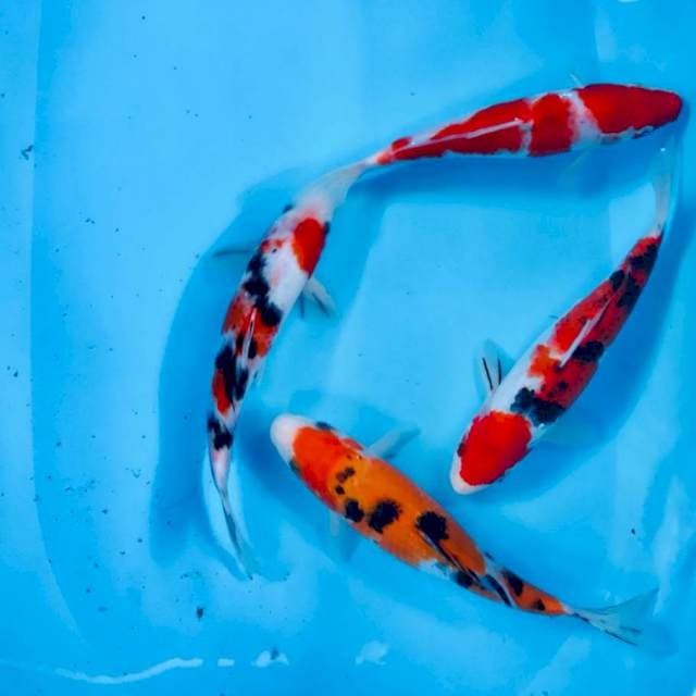 Mix koi, 25 Bu