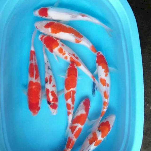 Paket mix 32:35cm