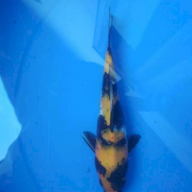 Kin showa 23 cm
