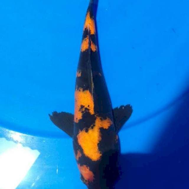 Utsuri 25 cm