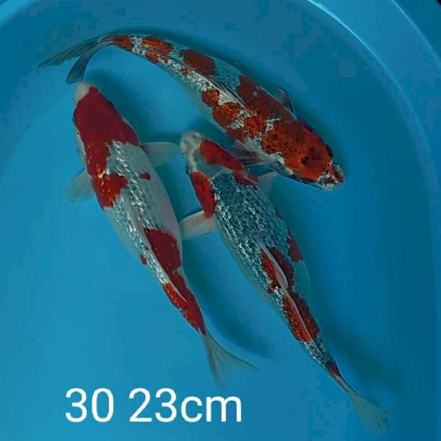 Limited edition ginrin 30 32cm