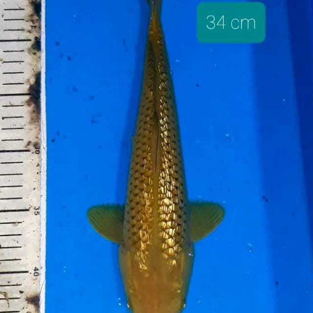 Midori 34 cm