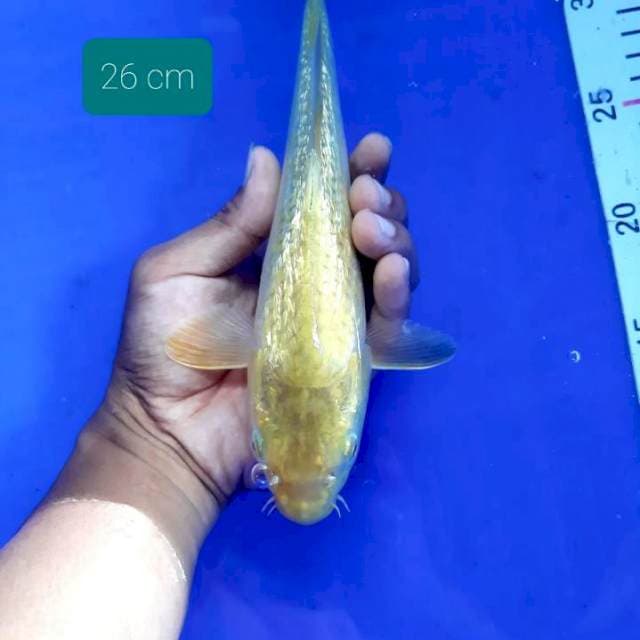 Midori 26 cm