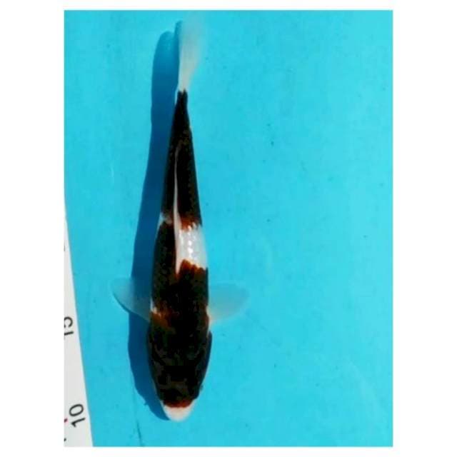 -budho goromo GINRIN 23cm-