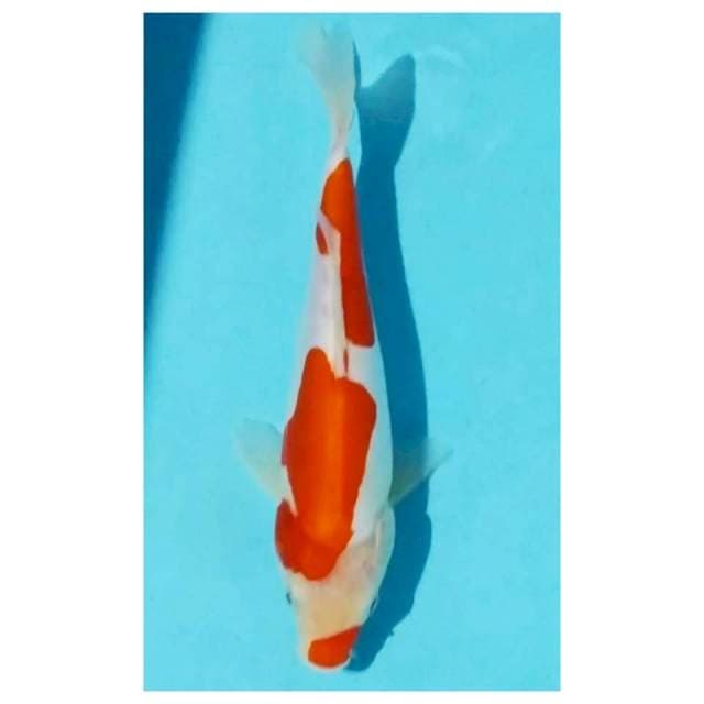 -kohaku doit 20cm-