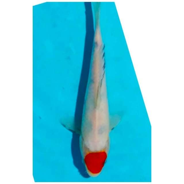 -tc sanke 20cm-
