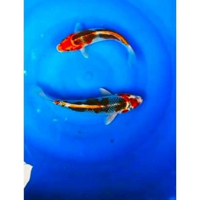 -2e kujaku 23,25cm-