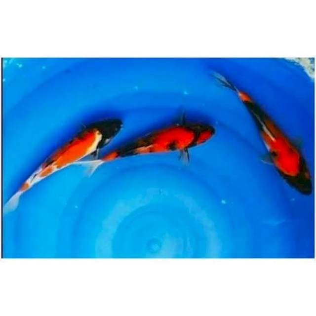 -3e showa 20,21cm-