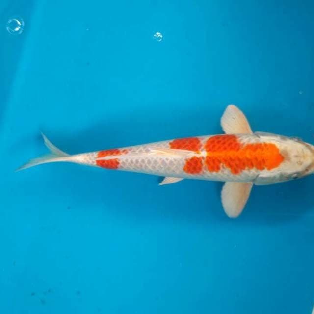 Hariwake
