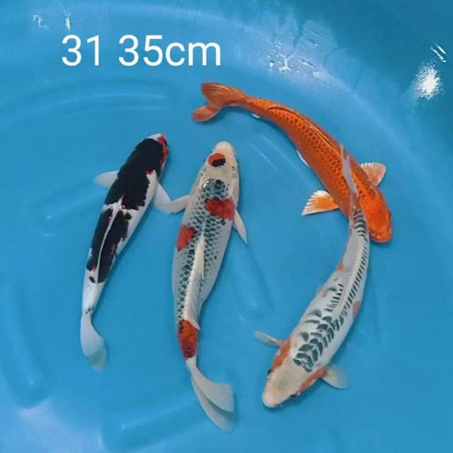 Mix prospek 31 35cm