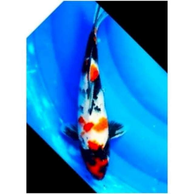 01# showa motogoronya 30cm.
