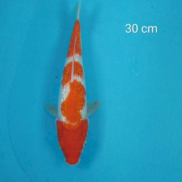Kohaku ginrin HQ 30 cm