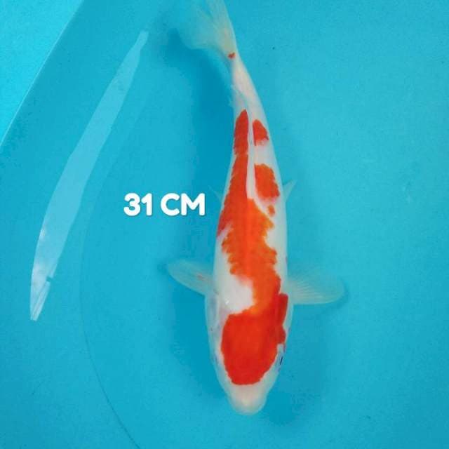 Kohaku Inazuma 31 cm