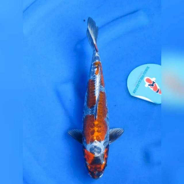 32cm - Benikiko SQ