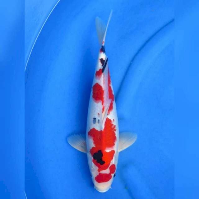 40cm - Sanke Merah
